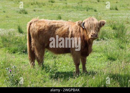 Braune Hochlandkuh, die auf einem sonnigen Feld steht Stockfoto