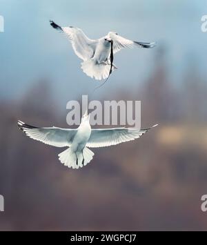 Wildtiere Hintergrund der Möwenjagd auf einem Teich, hat Fische im Schnabel und lustige Kampf um Nahrung, das beste Foto. Stockfoto