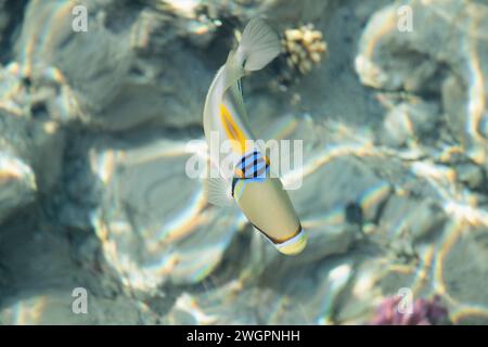 Picasso-Drückerfisch (Rhinecanthus assasi). Typischer Fisch aus dem Roten Meer. Stockfoto