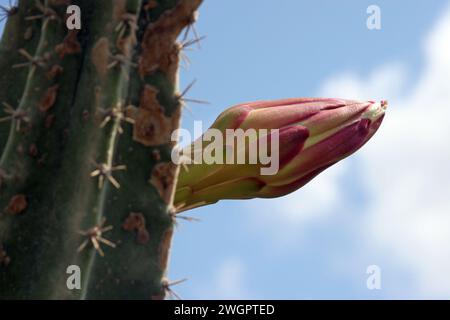 Peruanischer Apfelkaktus oder Heckenkaktus oder Cereus hildmannianus in Blüte nahe an der Mittelmeerküste von Cäsarea, Israel Stockfoto