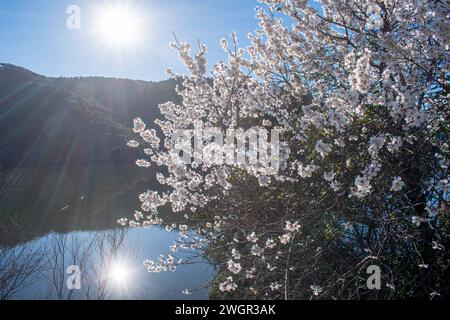 Haselnussbaum mit weißen Blüten blühen unter sonnigem Tag Stockfoto