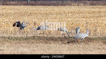 Eine Familie von Sandhügelkranen in einem gepflügten Maisfeld. Zwei kämpfen, um ihre Dominanz zu zeigen. Andere Kraniche gehen beiläufig vorbei und essen, ohne das Spektakel zu ignorieren. Stockfoto