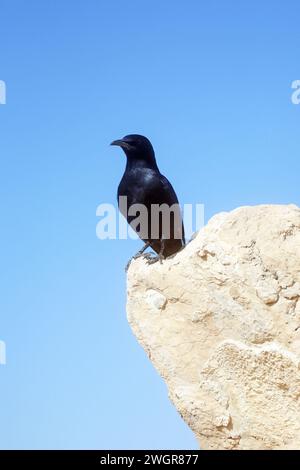 Ein Vogel sitzt auf den Ruinen von Masada, einer alten jüdischen Festung in Israel Stockfoto