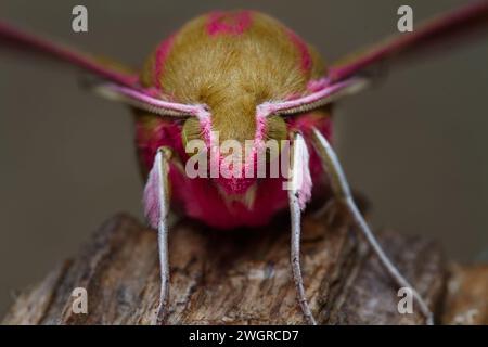 Makro, Nahaufnahme Vorderansicht des Haarigen Kopfes einer Elefantenfalke Motte, Deilephila elpenor, ruhend, sitzend auf Einem Stück Holz, New Forest, England, UK Stockfoto