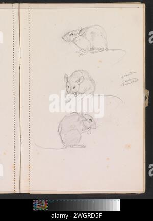Mäuse, ca. 1928 - ca. 1930 Seite 22 aus einem Skizzenbuch mit 51 Blättern. Papier. Bleistiftnagetiere: Maus Stockfoto