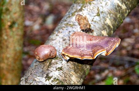 Klappenpilze, die auf Bäumen in Templeton Woods in Dundee, Schottland, wachsen Stockfoto