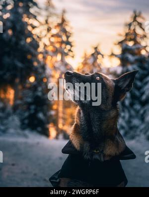 Ein belgischer Malinois in einer schneebedeckten Landschaft mit Blick nach oben Stockfoto