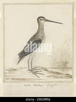 Gallinago nigripennis nigripennis (afrikanischer Snipe), 1777 - 1786 Zeichnung Vogelstudie: Afrikanischer Snip (Gallinago nigriannis); mit Skala im Daumen. Papier. Tinte. Bleistift. Kreide. Aquarellstift/Pinsel Stockfoto