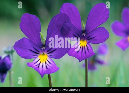 Mountain Pansy (Viola lutea) Nahaufnahme von Blumen, die am Rande der ländlichen Straße wachsen, Strathspey, Cairngorms National Park, Schottland, Juni 1998 Stockfoto