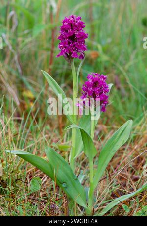 Ein Blumenpaar von Marl Loch, St Abbs National Nature Reserve, Berwickshire, Scottish Borders, Schottland Stockfoto