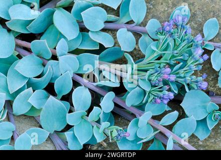 Austernpflanze (Mertensia maritima) am Kiesstrand oberhalb der Flut-Linie, Morayshire, Schottland, Juni 2003 Stockfoto