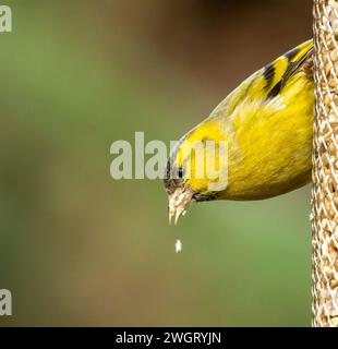 Heller und farbenfroher männlicher Sisthelvogel, der von einem Sonnenblumenkernfutter im Wald isst Stockfoto