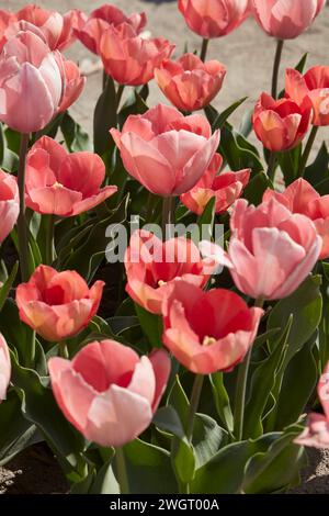 Tulpenlachs Eijk, rosa Blumen im Frühlingssonnenlicht Stockfoto