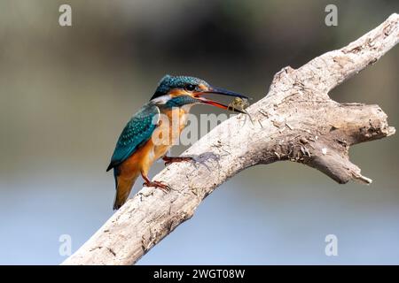 Kingfisher, Alcedo atthis, sitzt auf einem Zweig und genießt frisch gefangene Krabben, Isonzo River, Italien Stockfoto