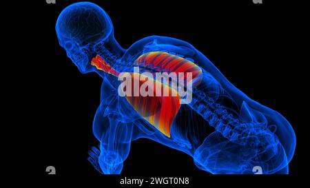 Menschliche Lungen mit Trachea-Anatomie für die medizinische Konzept-3D-Illustration Stockfoto