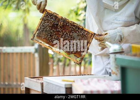 Ein Mann hebt Honigkammbienenstock aus seinem Haus, um ihn auf Honig zu untersuchen Stockfoto