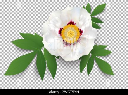 Vektor große weiße Pfingstrose Blume und grüne Blätter auf transparentem Hintergrund. Realistische, helle Blüte. Kann als Grußkarte oder Einladungskarte verwendet werden Stock Vektor