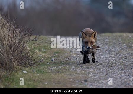 Ein Fuchs, der einen gefangenen Vogel im Mund trägt Stockfoto