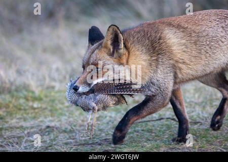 Ein Fuchs, der einen gefangenen Vogel im Mund trägt Stockfoto