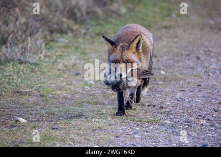 Ein Fuchs, der einen gefangenen Vogel im Mund trägt Stockfoto