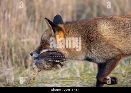 Ein Fuchs, der einen gefangenen Vogel im Mund trägt Stockfoto