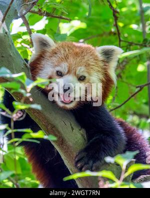 Ein süßer roter Panda, der aus einem Baumzweig blickt Stockfoto