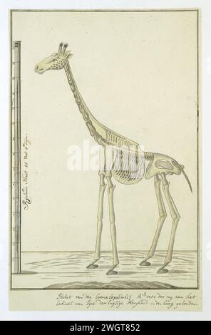 Giraffa camelopardalis (Giraffe), Skelett, 1779 Zeichnung Skelett einer Giraffe (giraffa camelopardalis); mit Skala in Rijnlandse Maat. Papier. Tinte. Aquarell (Farbe). Bleistift. Kreidehalter / Pinsel Huftiere: Giraffe (+ Skelett eines Tieres) Stockfoto