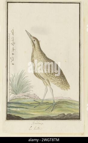 Botaurus stellaris capensis (eurasische Bittern oder große Bittern), 1777–1786 Zeichnung Vogelstudie: Roerdomp (Botaurus Stellaris); mit Skala in Rijnlandse Maat. Papier. Tinte. Aquarell (Farbe). Bleistift. Kreidestift/Pinsel Stockfoto