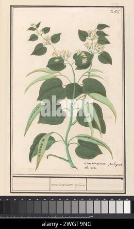 Gemeiner Milkweed, Anselmus Boëtius de Boodt, 1596 - 1610 Seidenpflanze, mit Blüten und Spermienschalen. Oben rechts nummeriert: 256. Am Ende des lateinischen Namens. Teil des dritten Albums mit Zeichnungen von Blumen und Pflanzen. Zehnte von zwölf Alben mit Zeichnungen von Tieren, Vögeln und Pflanzen, die um 1600 bekannt waren und von Kaiser Rudolf II. In Auftrag gegeben wurden Mit Erläuterungen in Niederländisch, Lateinisch und Französisch. Zeichner: Praagdraughtsman: Delfter Papier. Aquarell (Farbe). Deckfarbe. Kreide. Pinsel-/Stiftblüten: Gemeiner Milchgras Stockfoto