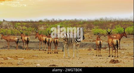 Ein Zebra inmitten einer kleinen Herde Roter Hartebeest, mit einem natürlichen Buschgrund in Etosha Stockfoto