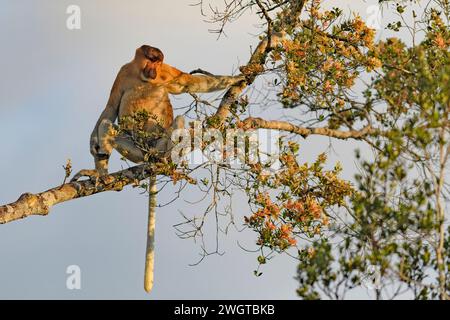 Dominanter männlicher Proboscis-Affe (nasalis larvatus) im Tanjung Puting National Park, Kalimantan, Borneo (Indonesien). Stockfoto