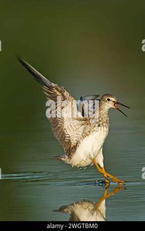 Kleine Gelbbbeine. Tringa-Aromen. Jamaica Bay, Gateway, NRA. Kleinere Gelbbbbeine mit erhöhten Flügeln und Gesang, wenn sie auf dem Teich landen Stockfoto