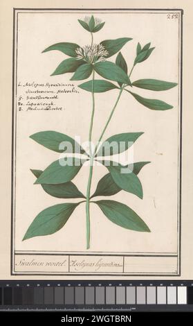 Zijdeplant (Asclepias syrisch), Anselm Bootius von Boodt, 1596–1610 Seidenpflanze oder Schwalbenwurzel zeichnen. Oben rechts nummeriert: 252. Oben links der Name in vier Sprachen. Teil des dritten Albums mit Zeichnungen von Blumen und Pflanzen. Zehnte von zwölf Alben mit Zeichnungen von Tieren, Vögeln und Pflanzen, die um 1600 bekannt waren und von Kaiser Rudolf II. In Auftrag gegeben wurden Mit Erläuterungen in Niederländisch, Lateinisch und Französisch. Zeichner: Praagdraughtsman: Delfter Papier. Aquarell (Farbe). Deckfarbe. Kreide. Pinsel-/Stiftblüten: Gemeiner Milchgras Stockfoto