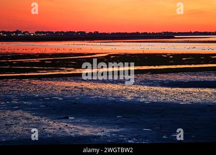 Das Jamaica Bay Wildlife Refuge mit brant Gese bietet bei Ebbe eine dramatische Landschaft Stockfoto