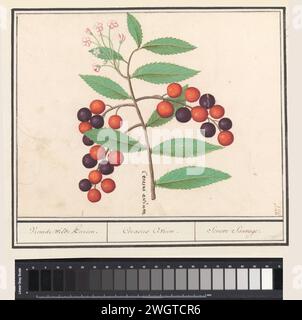 Amerikanische Vogelkirsche (Prunus serotina), Anselmus Boëtius de Boodt, 1596–1610 Zeichnung der amerikanischen Vogelkirsche. Zweig mit Blättern, Blumen und Früchten. Oben rechts nummeriert: 126. Teil des zweiten Albums mit Zeichnungen von Blumen und Pflanzen. Neunter von zwölf Alben mit Zeichnungen von Tieren, Vögeln und Pflanzen, die um 1600 bekannt waren und von Kaiser Rudolf II. In Auftrag gegeben wurden Mit Erläuterungen in Niederländisch, Lateinisch und Französisch. Zeichner: Praagdraughtsman: Delfter Papier. Aquarell (Farbe). Deckfarbe. Tinte. Kreidepinsel / Stiftfrüchte: Wilde Schwarzkirsche Stockfoto