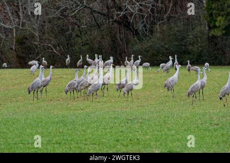 Die Gruppe der Sandhügelkräne im Vordergrund versammeln sich, um sich auf das Fliegen vorzubereiten, während eine andere Gruppe im Hintergrund auf Nahrungssuche ist Stockfoto