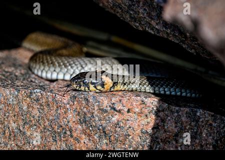 Grasschlange, die sich in der Felsspalte sonnt Stockfoto