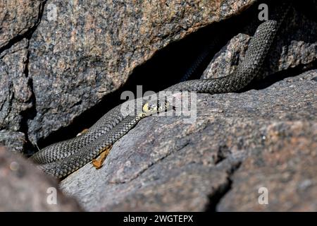 Grasschlange, die sich in der Felsspalte sonnt Stockfoto