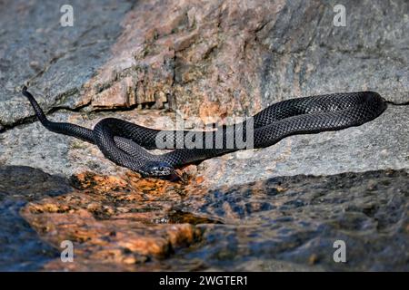 Grasschlange, die sich auf dem Felsspalt sonnt Stockfoto