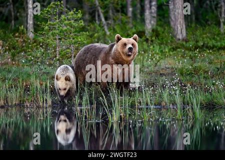 Bärenmutter mit einem Jungen am Sumpfteich Stockfoto