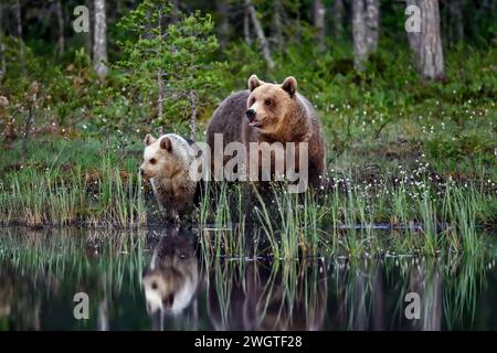 Bärenmutter mit einem Jungen am Sumpfteich Stockfoto