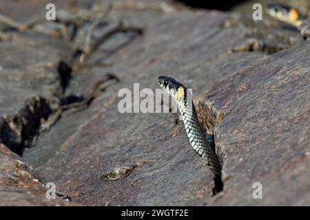 Grasschlange, die aus der Felsspalte blickt Stockfoto