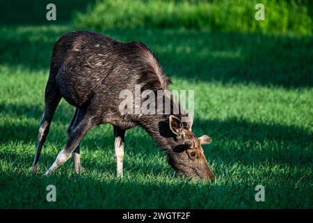Ein Elchbulle grast in der Dämmerung Stockfoto