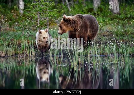 Bärenmutter mit einem Jungen am Sumpfteich Stockfoto