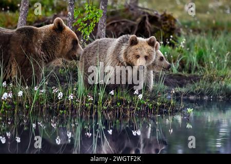 Bärenmutter mit Jungen am Sumpfteich Stockfoto