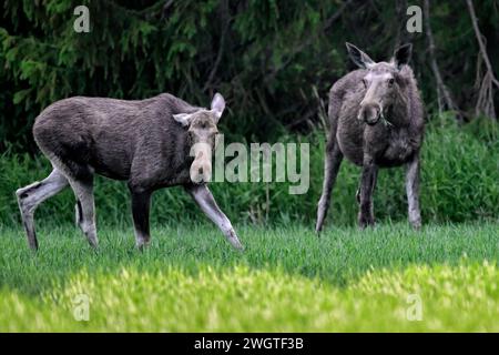 Elch ist unterwegs verschlimmert Stockfoto