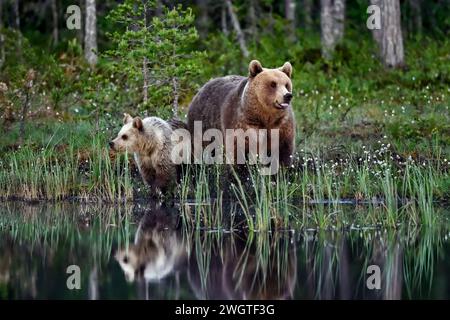 Bärenmutter mit einem Jungen am Sumpfteich Stockfoto