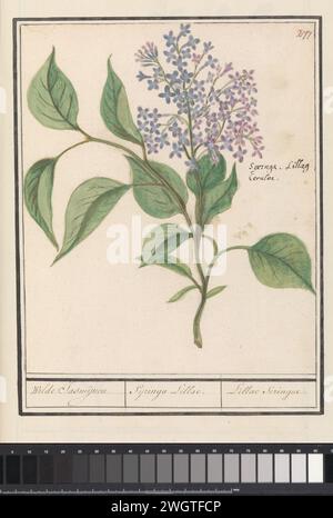 Sering (Syringa vulgaris), Anselm Boëtius de Boodt, 1596–1610 Zeichnung Flieder. Oben rechts nummeriert: 277. Rechts der lateinische Name. Teil des dritten Albums mit Zeichnungen von Blumen und Pflanzen. Zehnte von zwölf Alben mit Zeichnungen von Tieren, Vögeln und Pflanzen, die um 1600 bekannt waren und von Kaiser Rudolf II. In Auftrag gegeben wurden Mit Erläuterungen in Niederländisch, Lateinisch und Französisch. Zeichner: Praagdraughtsman: Delfter Papier. Aquarell (Farbe). Deckfarbe. Kreide. Pinsel-/Stiftblumen: Flieder Stockfoto