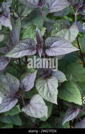 Ageratina altissima Schokolade, Schlangenschokolade, lila Stiele, schokoladenbraun gefärbte Blätter, Stockfoto