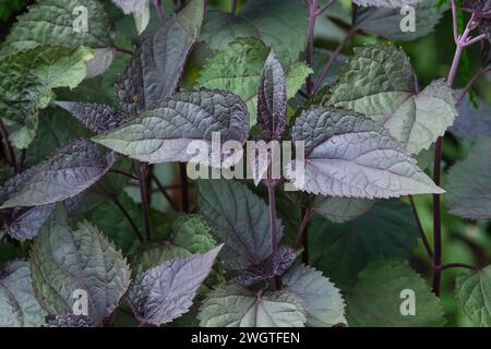 Ageratina altissima Schokolade, Schlangenschokolade, lila Stiele, schokoladenbraun gefärbte Blätter, Stockfoto